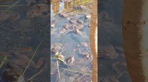 Брачный зов лягушек.😁