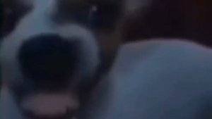 Собака смеется #мем