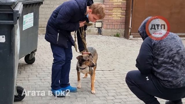 Ее спасали всем Киевом. Агата, собака без морды: самые современные и дорогие методы лечения. смотреть онлайн