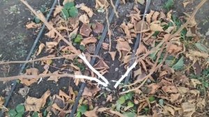 Фундук подготовка к зимовке