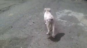 голос собаки