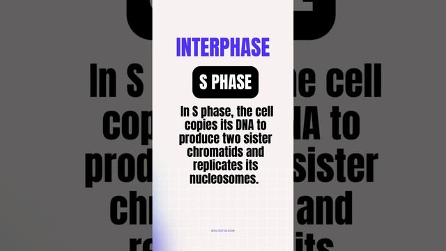 Interphase of cell cycle  G1 S and G2