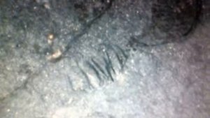 bizkaia,paleontologia 70 santi r.a