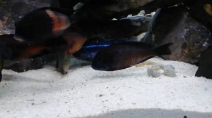 Кормление Трофеусов кормом Dainichi Veggie FX baby