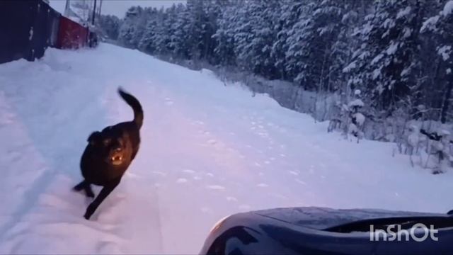 Немецкая истеричка не даёт побегать тем кто в теме смотреть онлайн