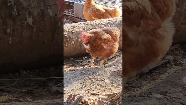 А С ЭТОЙ КУРОЧКОЙ ЧТО ПРОИЗХОДИТ / США смотреть онлайн