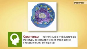 6. Внешняя и внутренняя среда организма. Строение и функции клетки. Роль ядра в передаче наследствен