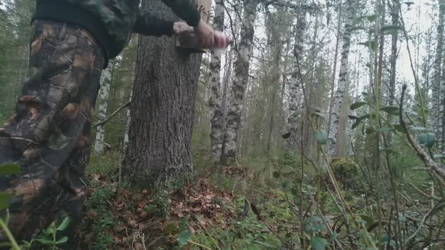 Первая проверка капканов на куницу. Куница в ящичной ловушке от СУАС. Немного покопали металл.