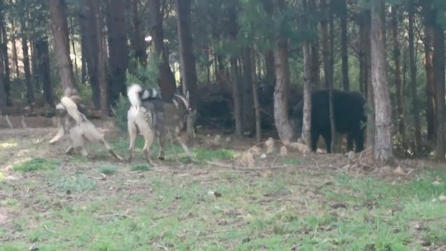 Обучение ЗСЛ Ялла и Рекс! смотреть онлайн