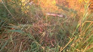 Ловушка для рыбы ФИНСКАЯ КАТИСКА. Как легко поймать рыбу.