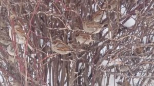 "22 декабря" сл. муз. исп. Е. Лобастовой Авторское видео клип