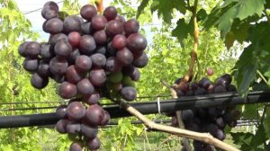 Виноград Класс