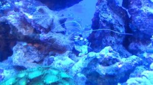 Креветка боксёр в морском аквариуме