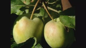 Мои родные в Украине, когда все были еще живы