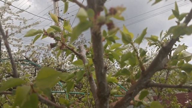 Болезнь косточковых - абрикоса, вишни, черешни - монилиоз. Почему нет урожая абрикос.#абрикос #сад