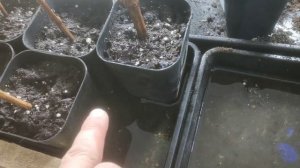 Когда высаживать черенки в стаканы их полив, как поливать молодые саженцы винограда