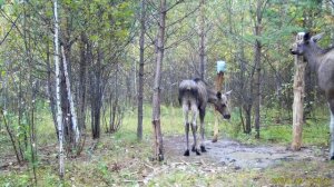 Заснял Лосиху её задние ноги в шишках каких то!? Как думаете, от чего это?