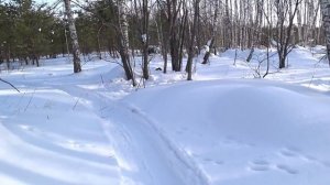 Мотобуксировщик Толкач и его бешеная проходимость в снегу.