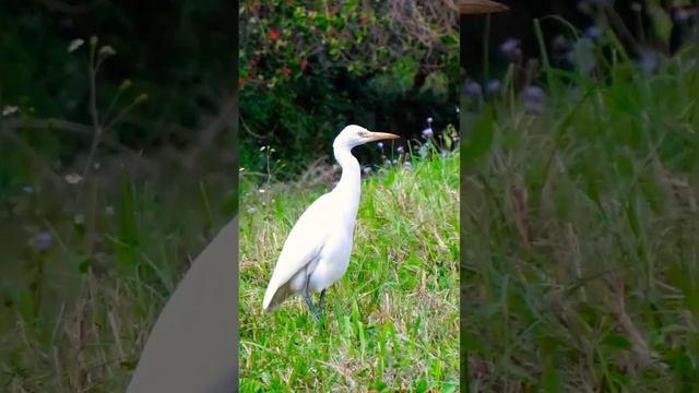 White Heron Pooping #whiteheron #shortsyoutube #shortsvideo смотреть онлайн