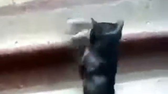 Крыса Дерется с Котом