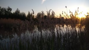 Вечерняя рыбалка и природа