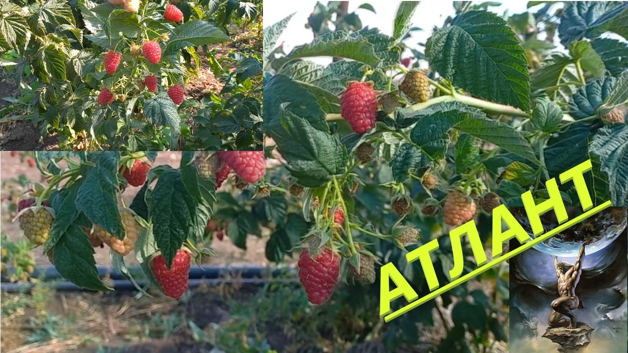 №34 г. Оренбург, ремонтантная Малина Атлант смотреть онлайн