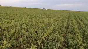 ГЕРБИЦИД НЕ СРАБОТАЛ. ЧАСТЬ 3 МОЁ  СЕРДЦЕ ПЛАЧИТ