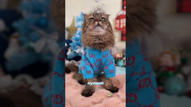 Вы у меня лучшие!❤️😻 #котики #животные #кот