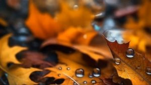 Осенние листья в капельках росы