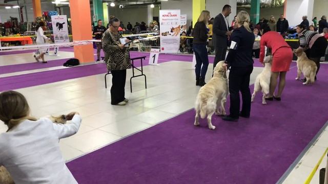 Вита на монопородной выставке 11.02.2018 Финальное сравнение смотреть онлайн