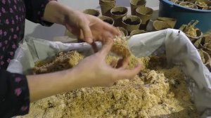 Рассада картофеля - пересаживаем в стаканы