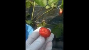 Клубника ФЛЕЙР. Обзор сорта короткого светового дня.