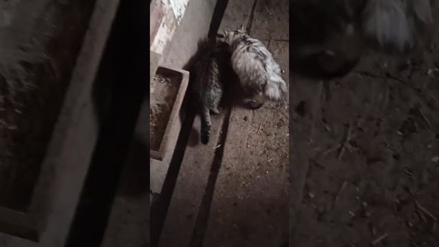 Утро кота: парное козье молоко и кошачьи нежности. Дела житейские. Козы, куры, свиньи. Наш сарай