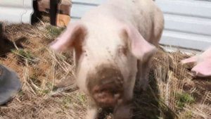 Как вспахать землю (целик) под огород, дачу – поросятами? Лёгкий и эффективный деревенский способ.