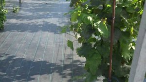 Новый участок технических сортов 2023г.