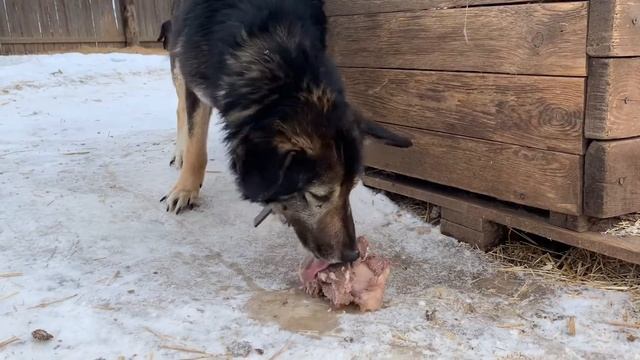 Собачьи конфетки, 23.03.2020 смотреть онлайн