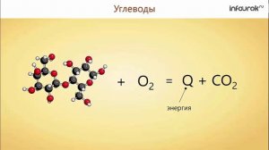 28. Питание и его значение. Органы пищеварения и их функции