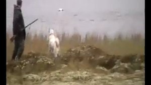 Охота на гусей - крохалей