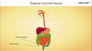 31. Всасывание питательных веществ в кровь