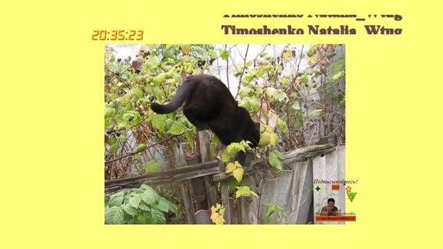 #котики приносящие #счастье 19|02|2024 #Проведёмчасысчастьявместе |95|