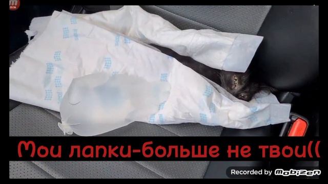 #четвероногиедрузья ех..я так плакала тогда((