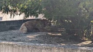 Животные Ростовского зоопарка с водой «dimmel»! Сюжет клиента нашей компании Валентины Н.