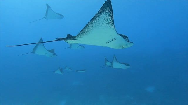 Bora Bora SCUBA 2023 смотреть онлайн