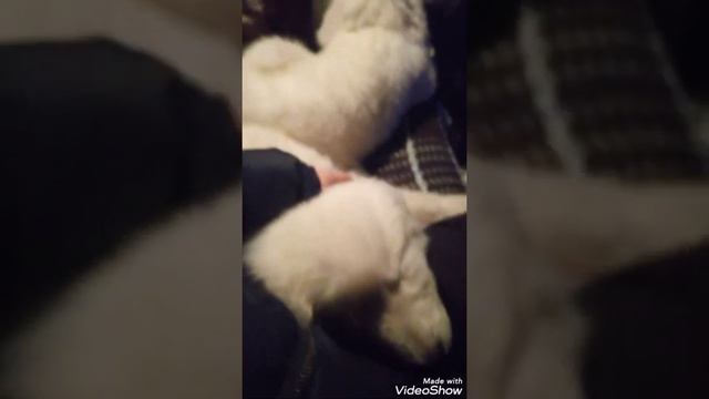 Перевозка, отправка животных на поезде.