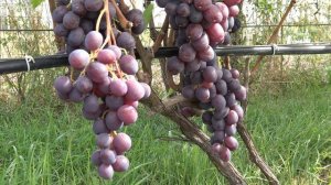 Виноград Армани