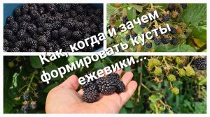 Ежевика кустом -это реальность! Смотрите как легко и просто сформировать куст.