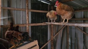 Старшие кучинки ворчат, недовольны появлению молодых петушков