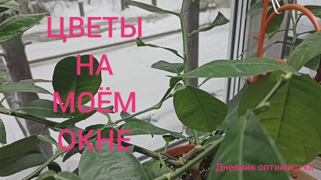 Цветы на моём окне и почему долго не было видео смотреть онлайн