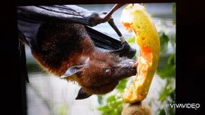 Что ест летучая мышь?