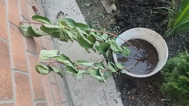 Гортензия опустила макушки и вянет на глазах? Вы поливаете, а лист теряет тонус и сохнет? Спасаем!